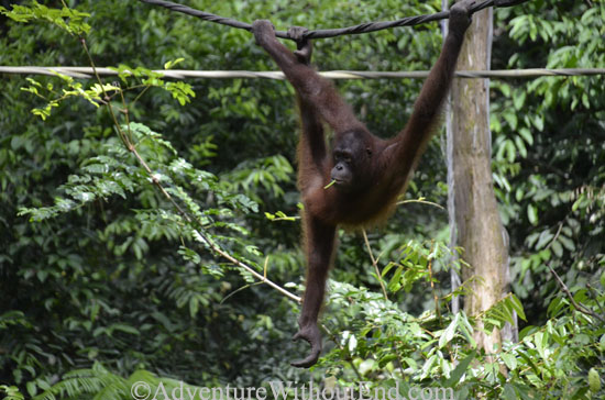 Borneo Orangutan